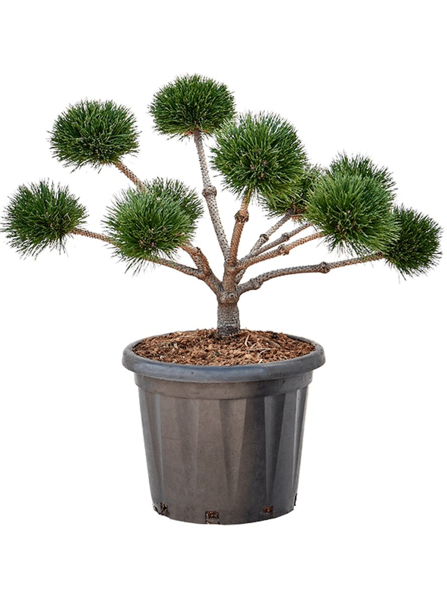 Spygliuotis, pušis juodoji "Brepo" (bonsai), aukštis 60-80 cm., vazonas 35 l.