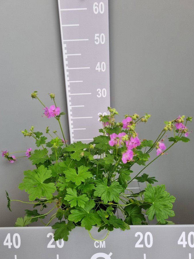 Daugiametė gėlė, snaputis "Karmina", vazonas 2 l.