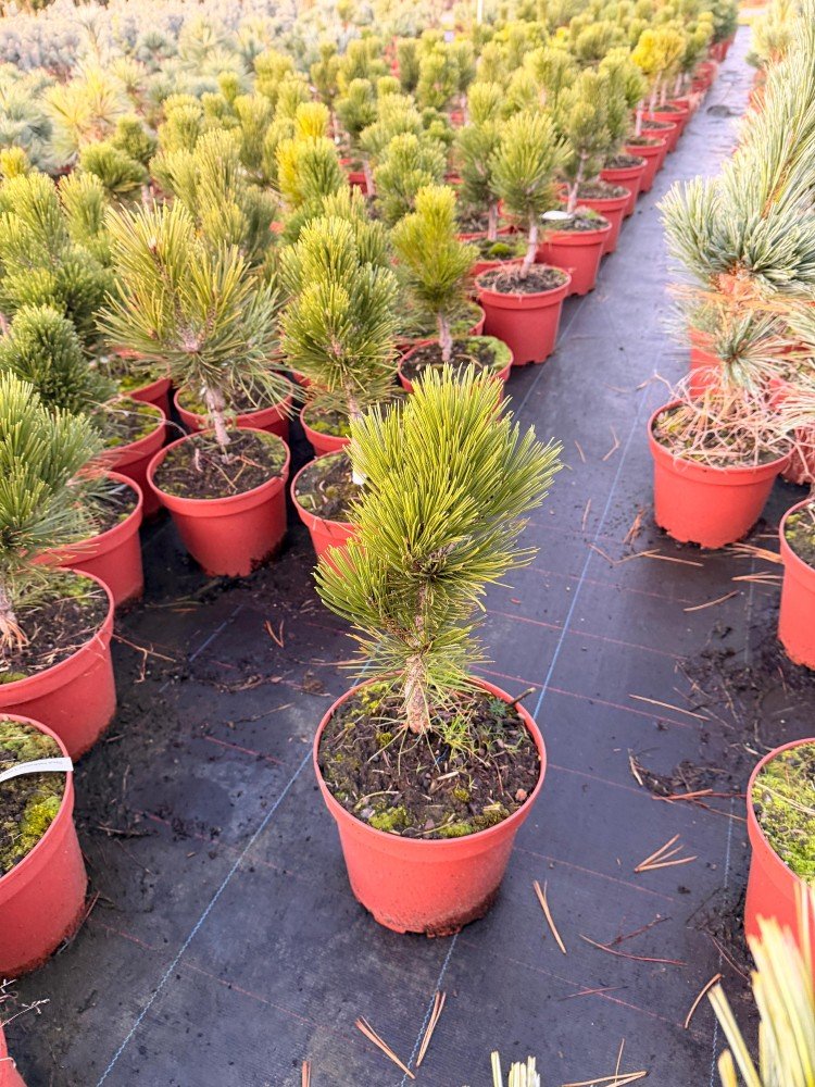 Spygliuotis, pušis "Leu Little Dracula", vazonėlio skersmuo 23 cm.