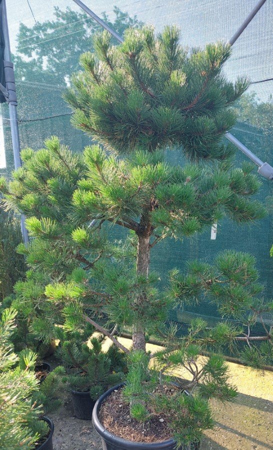 Spygliuotis, pušis (bonsai) "Nigra Austriaca", vazonėlio skersmuo 60 cm.