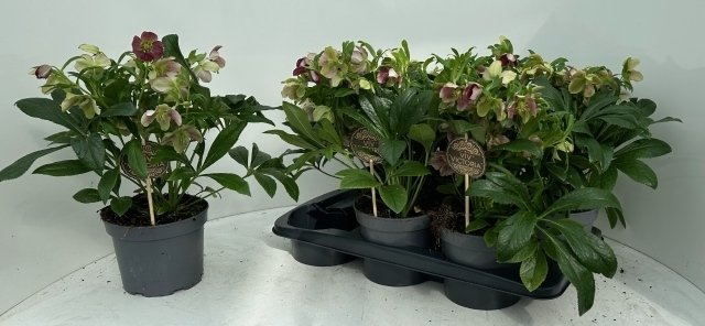 Daugiametė gėlė, eleboras "Victoria", vazonėlio skersmuo 17 cm.