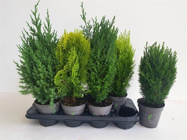 Spygliuotis, įvairūs, vazonėlio skersmuo 13 cm.