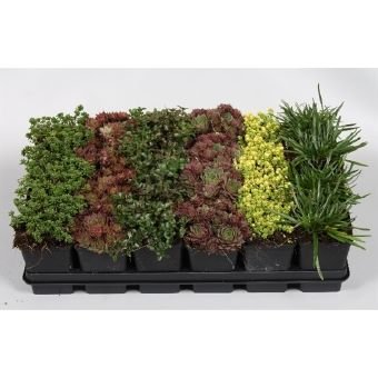 Alpinariumo augalas, sukulentinis, vazonėlio skersmuo 7 cm.