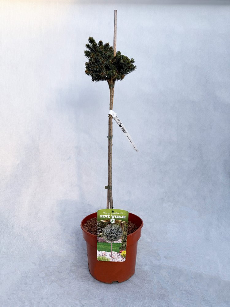 Spygliuotis, eglė sitkinė "Peve Wiesje", aukštis 60-80 cm., vazonas 5 l.