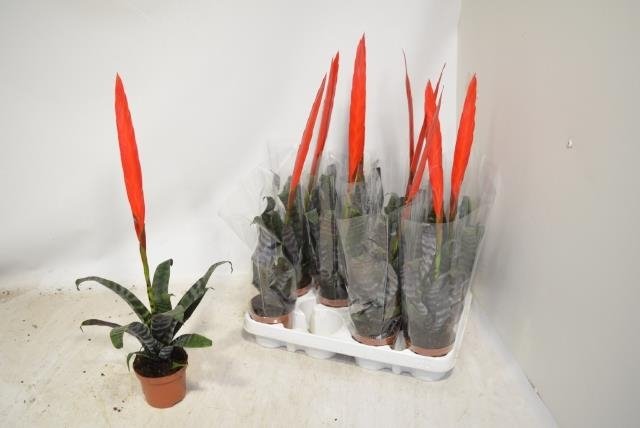 Kambarinis augalas, bromelija, vazonėlio skersmuo 9 cm.