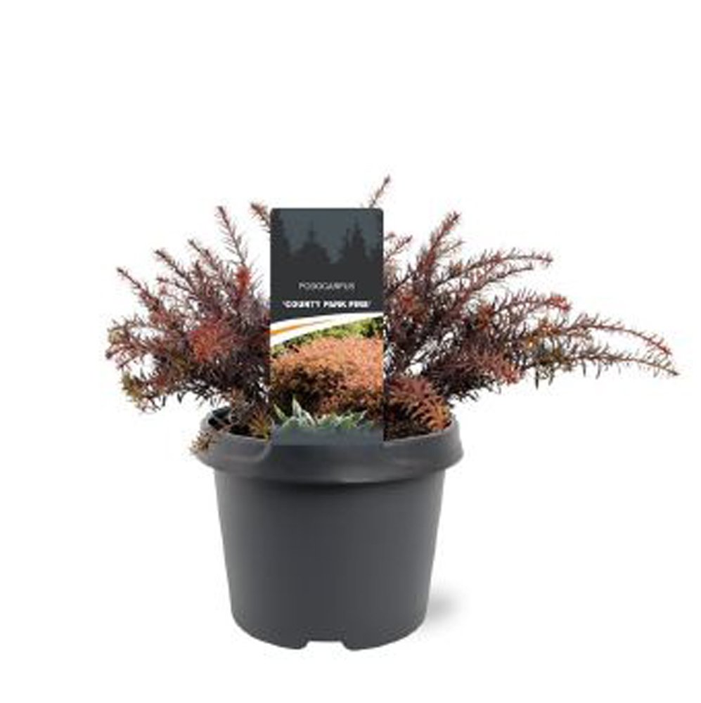 Spygliuotis, podokarpas "County Park Fire", augalo aukštis 30 cm., vazonėlio skersmuo 19 cm.