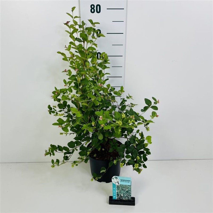Dekoratyvinis krūmas, meškytė "White Hedge", vazonas 6,5 l.