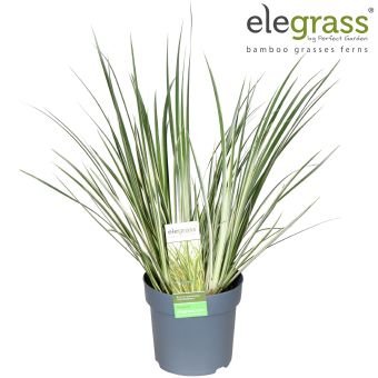 Žolinis augalas, siauralapis ajeras "Argenteostriatus", vazonėlio skersmuo 14 cm.
