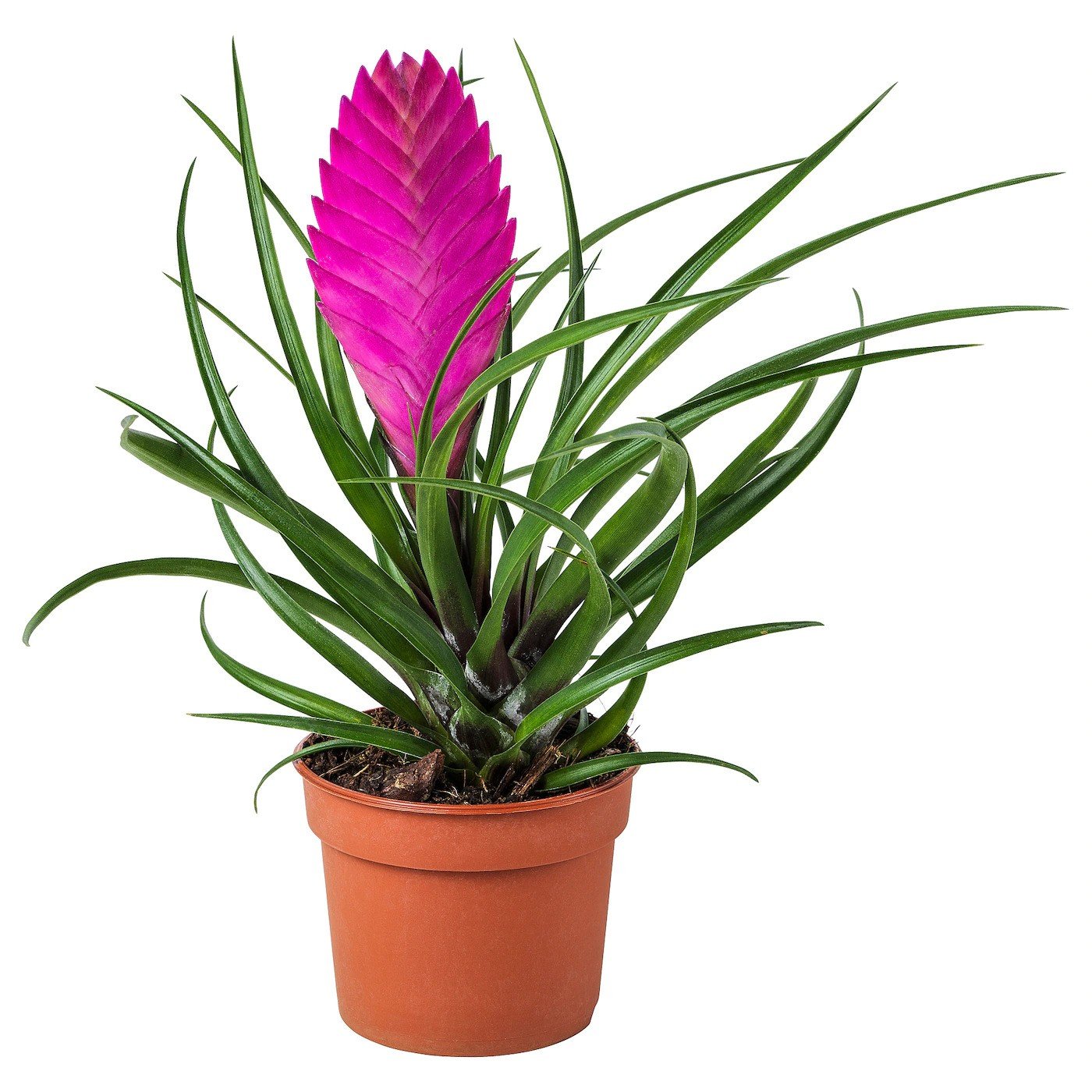 Kambarinis augalas, tilandsija "Cyanea Anita", vazonėlio skersmuo 9 cm.