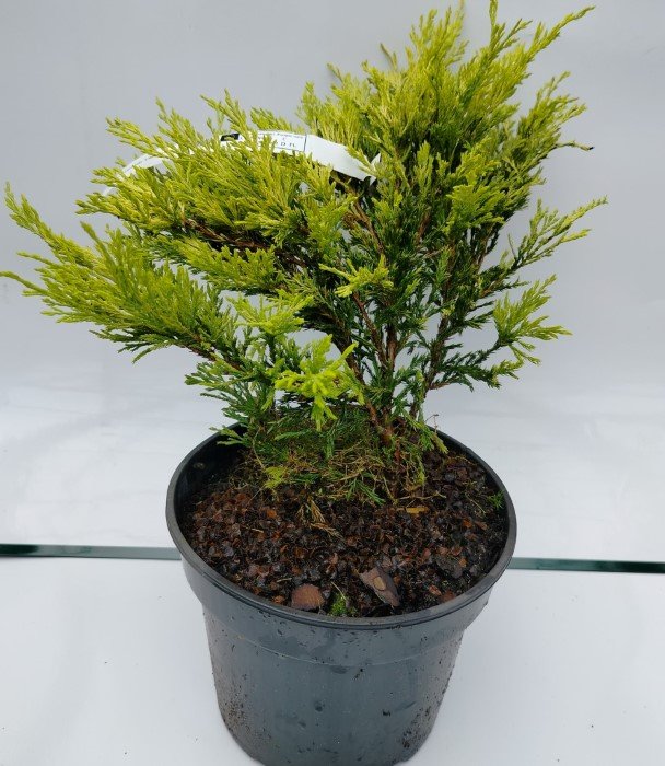 Spygliuotis, gulsčiasis kadagys "Limeglow", vazonas 3 l.