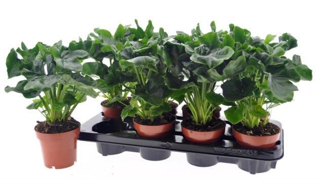 Kambarinis augalas, filodendras "Atom", vazonėlio skersmuo 12 cm.