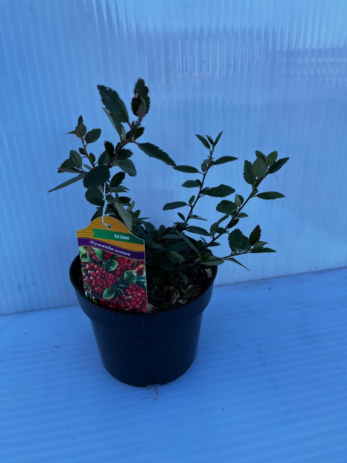 Dekoratyvinis krūmas, dyglainė raudonvaisė "Red Column", vazonas 2 l.