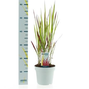 Žolinis augalas, imperata "Red Baron", vazono skersmuo 17 cm.