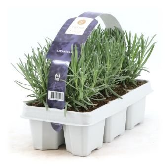 Daugiametė gėlė, levanda, rinkinys (6 vnt.)