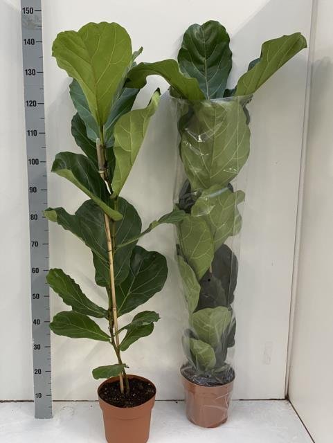 Kambarinis augalas, fikusas lyralapis, vazonėlio skersmuo 21 cm.