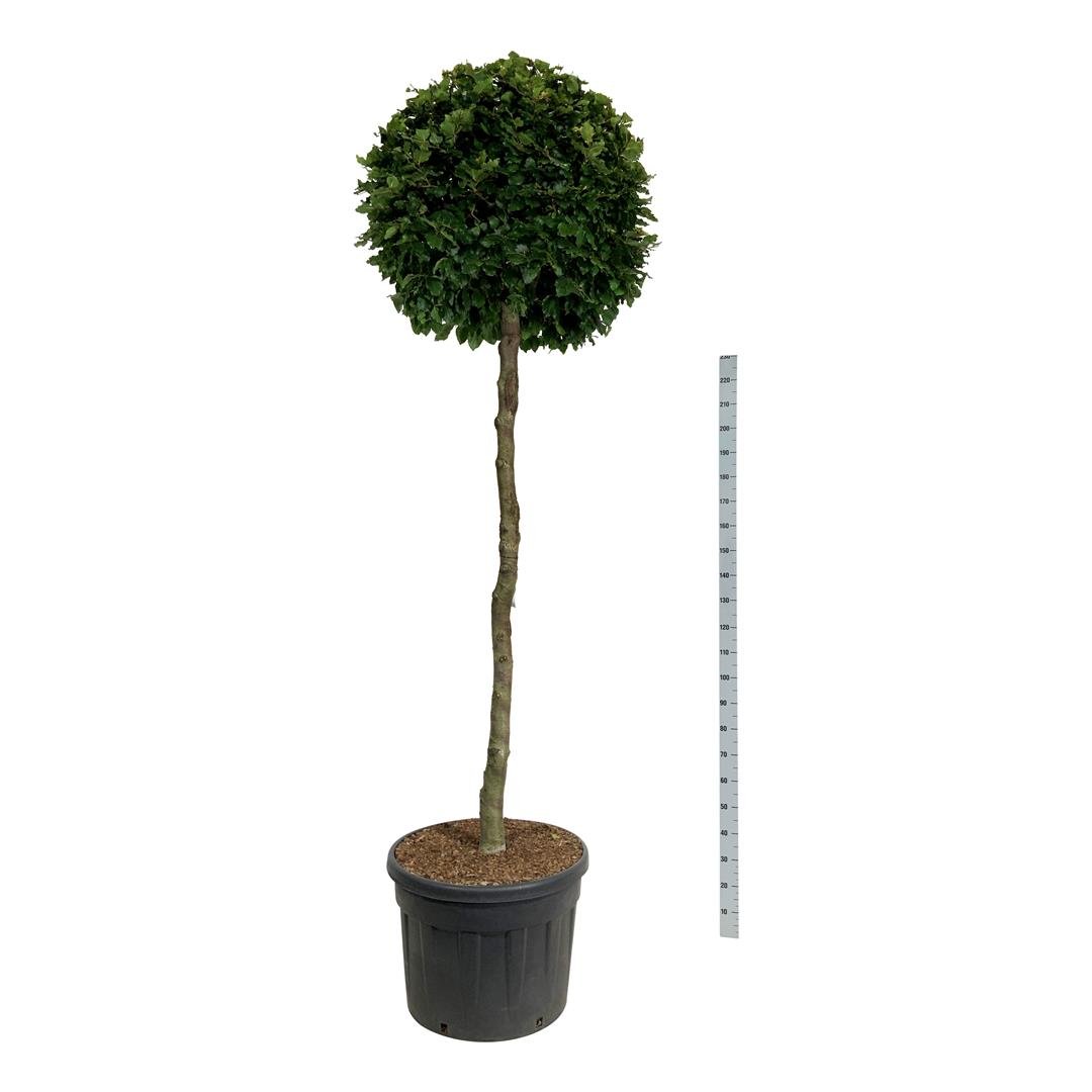 Dekoratyvinis medis, bukas paprastasis, ant stiebo, aukštis 175 cm., vazonas 130 l.