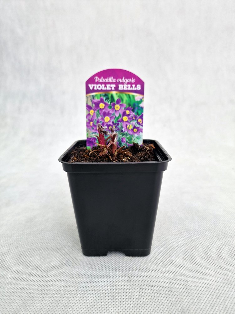 Daugiametė gėlė, šilagėlė "Violet Shades", vazonėlio skersmuo 9 cm.