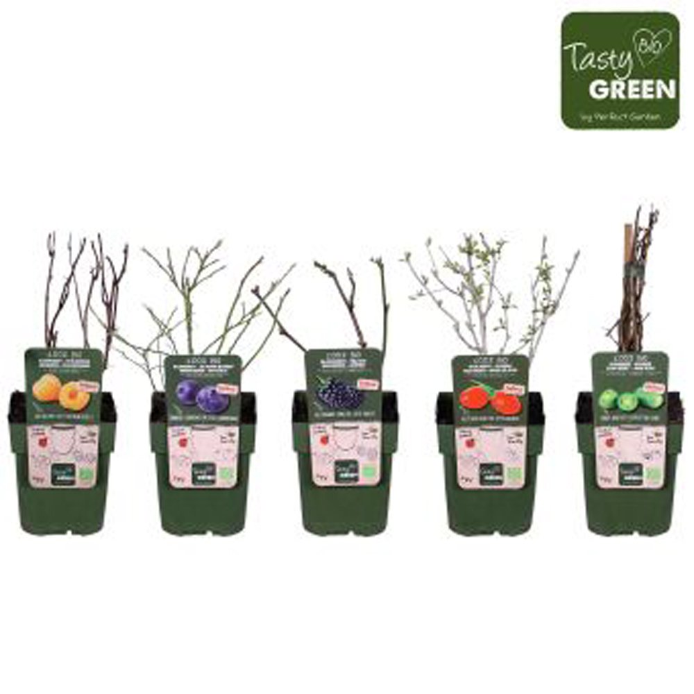 Vaismedžiai, įvairūs, vazonėlio skersmuo 13 cm.