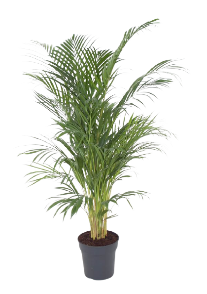 Kambarinis augalas, gelsvasis dipsis, vazonėlio skersmuo 24 cm.