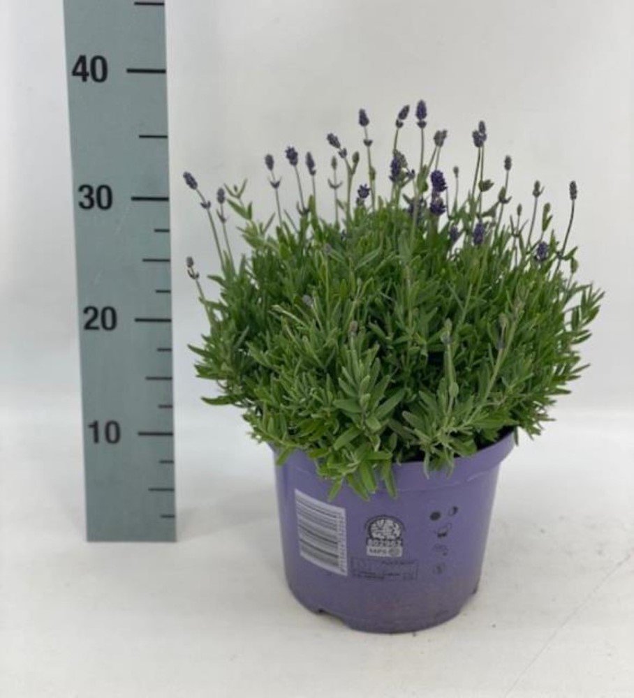 Daugiametė gėlė, levanda "Cleo Patio", vazonėlio skersmuo 21 cm.