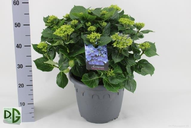 Dekoratyvinis krūmas, hortenzija "Early", vazonėlio skersmuo 32 cm.