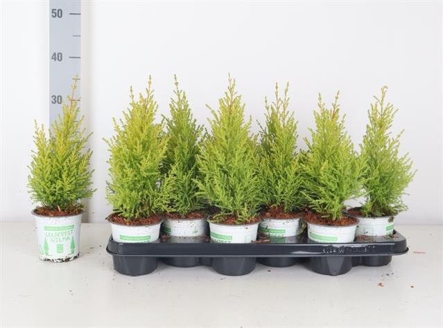 Spygliuotis, kiparisas "Wilma", vazonėlio skersmuo 11 cm.