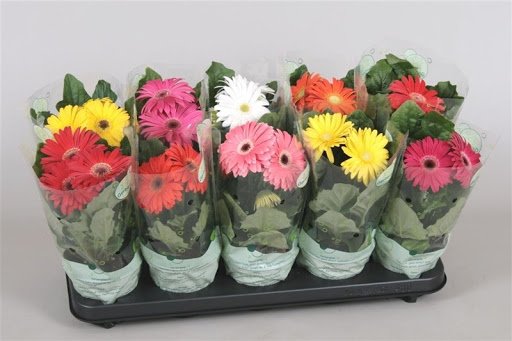 Kambarinis augalas, gerbera, vazonėlio skersmuo 12 cm.