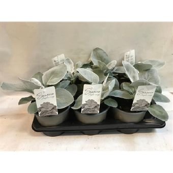 Vienmetė gėlė, žilė, vazono skersmuo 17 cm.