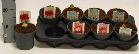 Kambarinis augalas, meilenis, vazonėlio skersmuo 13 cm