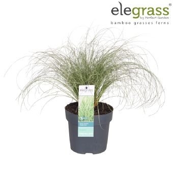 Žolinis augalas, viksva "Frosted Curls", vazonėlio skersmuo 14 cm.