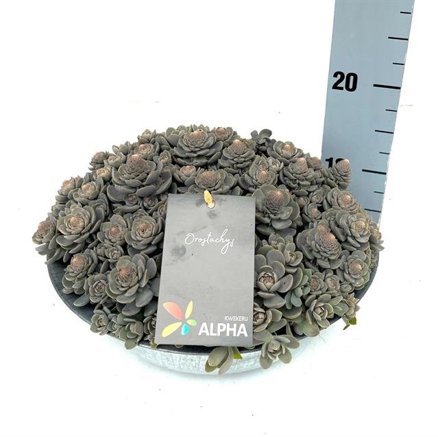 Alpinariumo augalas, šilokas "Furusei", vazono skersmuo 29 cm.