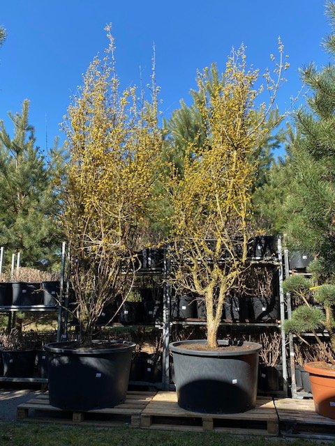 Dekoratyvinis medis, hamamelis "Primavera", vazonėlio skersmuo 97 cm.