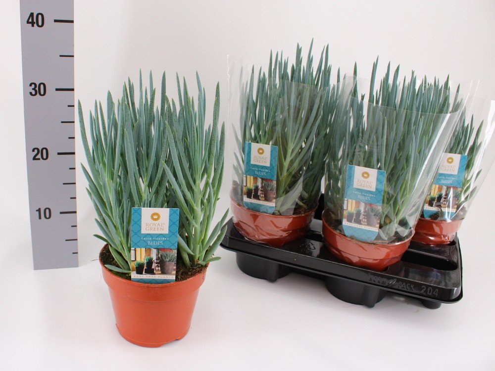 Kambarinis augalas, žilė "Blues", vazonėlio skersmuo 15 cm.