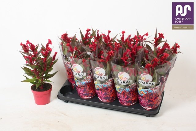 Vienmetė gėlė, celiozija "Hot Top Purpl", vazonėlio skersmuo 12 cm.