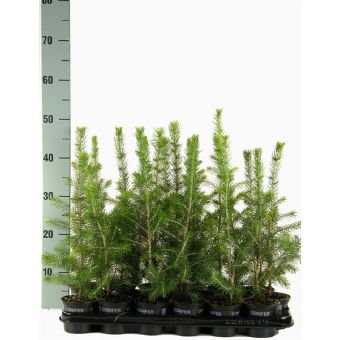 Spygliuotis, eglė paprastoji, vazonėlio skersmuo 9 cm.