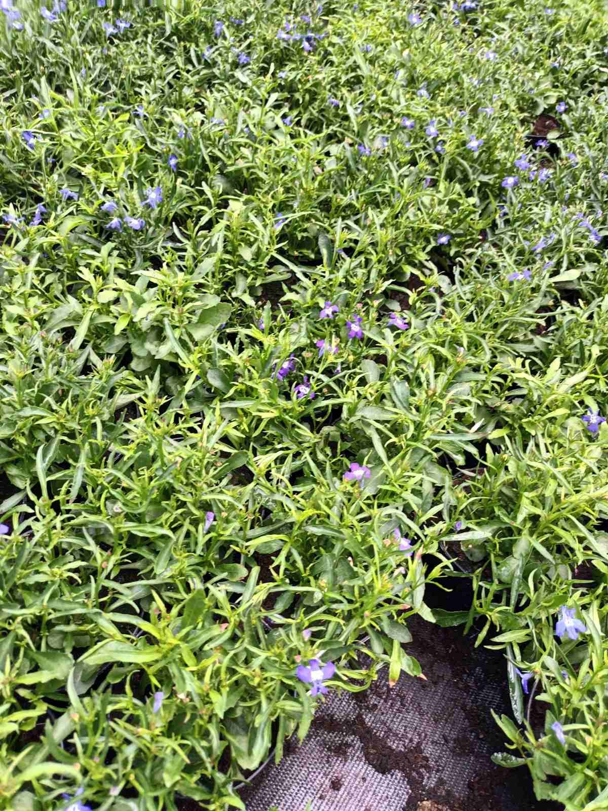 Vienmetė gėlė, lobelija krūminė, vazonėlio skersmuo 10 cm.