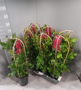 Daugiametė gėlė, rožė vijoklinė,, vazonėlio skersmuo 19 cm.