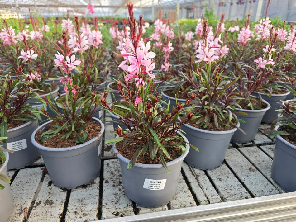 Vienmetė gėlė, gaura, vazonėlio skersmuo 15 cm.