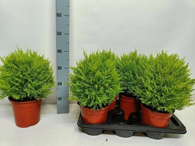 Spygliuotis, puskiparisis "Goldc Vormen", vazonėlio skersmuo 17 cm.