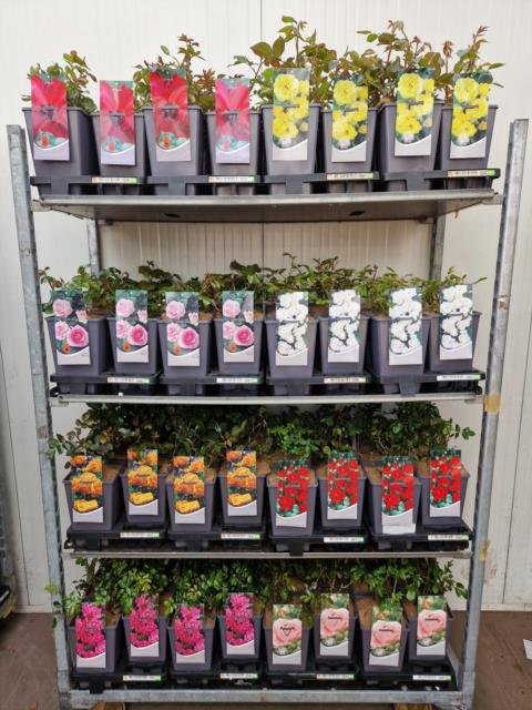 Daugiametė gėlė, rožė, įvairios, vazonėlio skersmuo 16 cm.