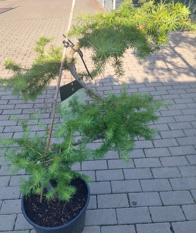 Spygliuotis, maumedis (bonsai), vazonas 15 l.