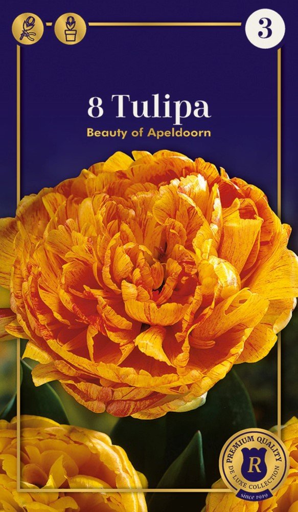 Pilnavidurių ankstyvųjų tulpių Beauty of Apeldoorn svogūnėliai, 6 vnt., 12/+, Supreme, 618210, (R)