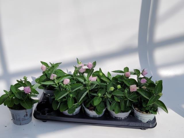 Daugiametė gėlė, plačiavarpis stambiažiedis, vazonėlio skersmuo 12 cm.