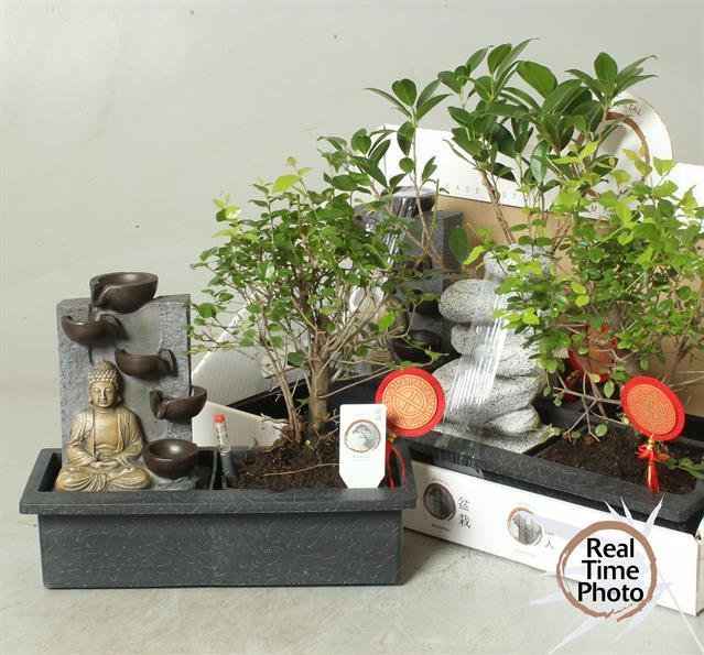 Kambarinis augalas, fikusas "Bonsai", kompozicija su fontanu, vazonėlio skersmuo 29 cm.