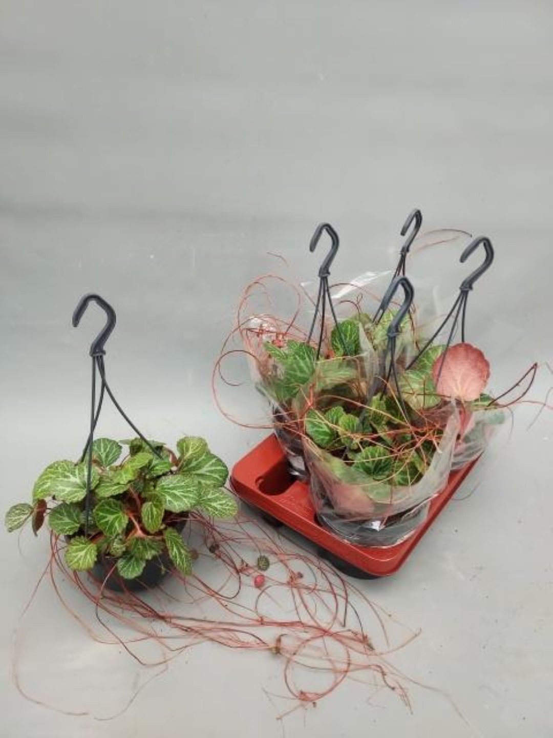 Kambarinis augalas, uolaskėlė ūsuotoji, vazonėlio skersmuo 15 cm.