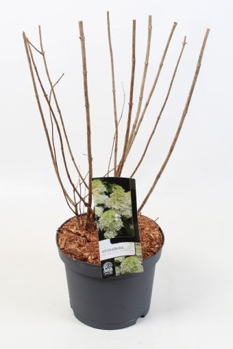 Dekoratyvinis krūmas, hortenzija šluotelinė "Phantom", vazonėlio skersmuo 23 cm.