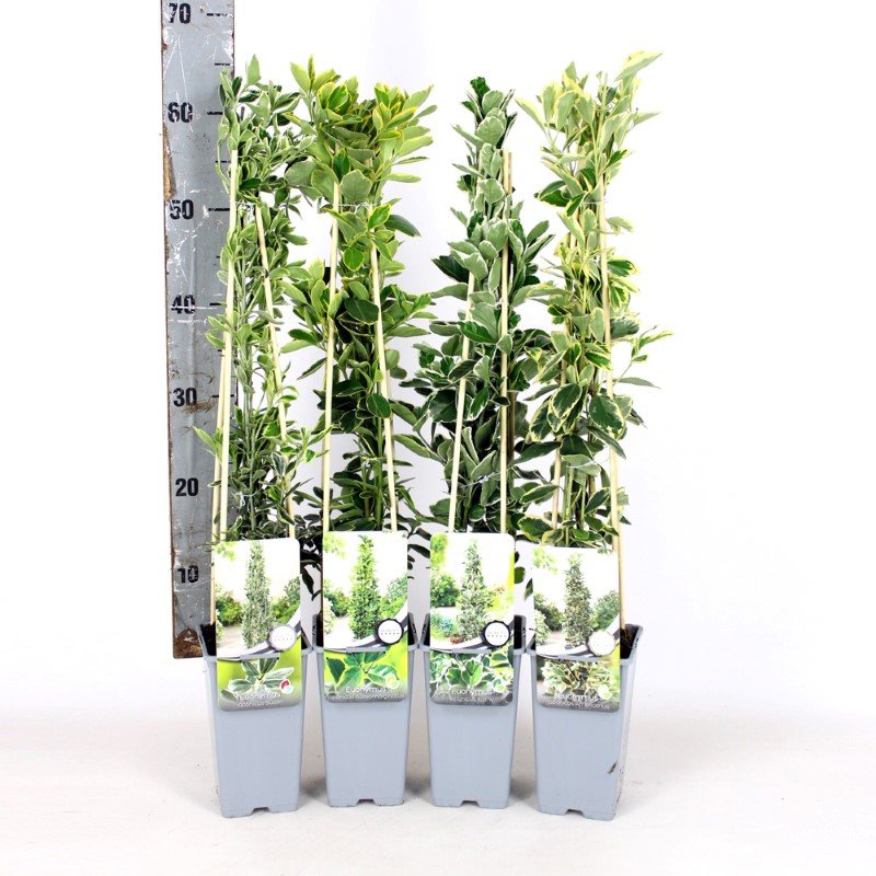 Dekoratyvinis krūmas, ožekšnis, įvairūs, vazonėlio skersmuo 11 cm.