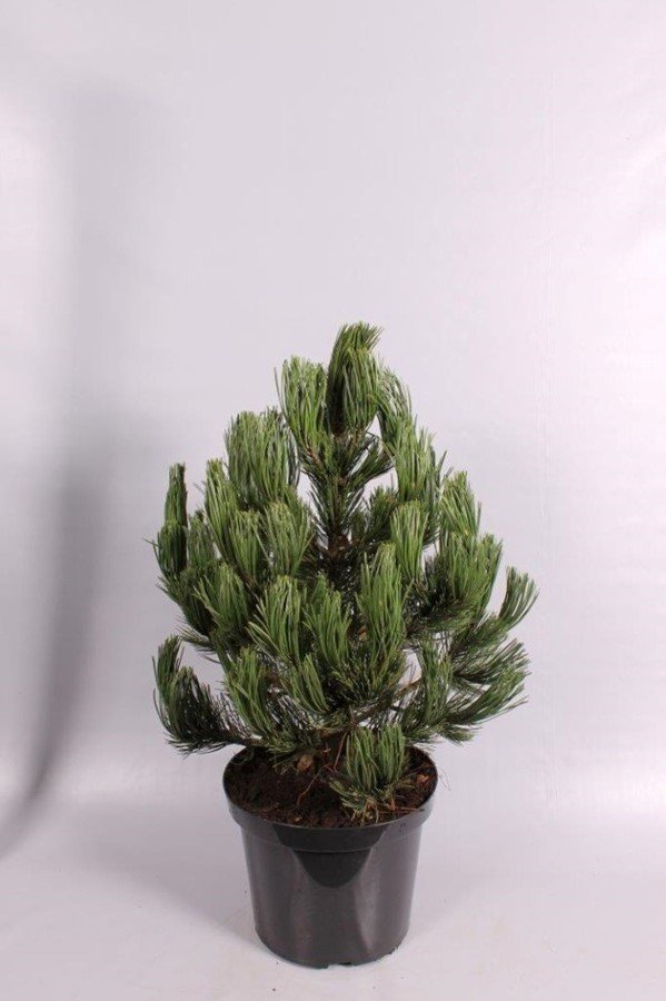 Spygliuotis, pušis baltažievė "Green Giant", aukštis 40-50 cm., vazonas 7,5 l.