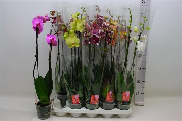 Kambarinis augalas, orchidėja (Phalaenopsis), vazonėlio skersmuo 12 cm.