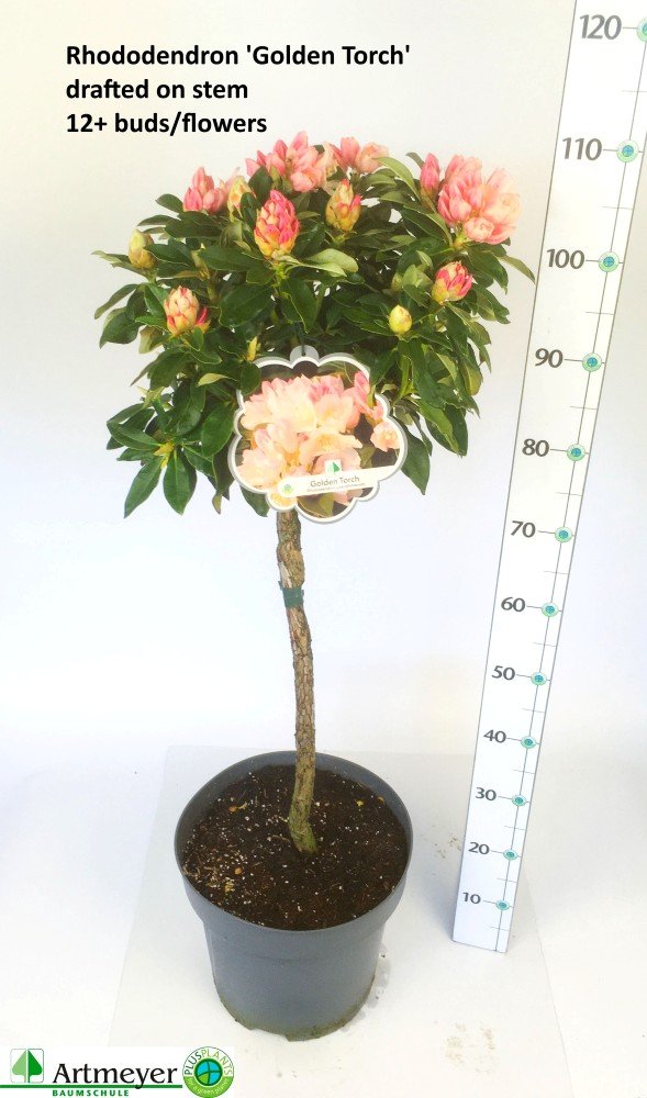 Dekoratyvinis krūmas, rododendras, ant stiebo, oranžinės sp., vazonėlio skersmuo 32 cm.